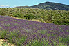 Lavendel - Provence