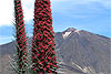 rote Taginasten mit Teide