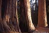 Mammutbäume im Sequoia NP