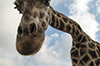 Giraffe im Serengetipark