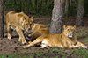 Löwen im Serengetipark