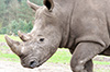 Nashorn im Serengetipark