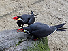 Inkaseeschwalbe