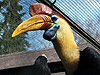 Helmhornvogel