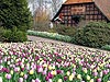 Tulpen blühen im Vogelpark