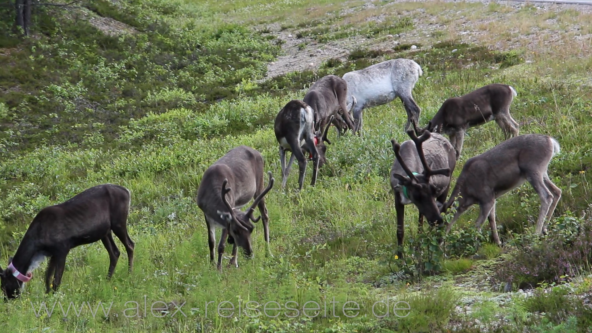 Video Finnland - Rentiere im Norden