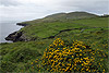 Blick zur Inselspitze - Dursey Island