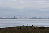 Blick auf Reykjavík an einem grauen Morgen