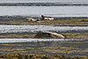 Seehunde am Fjord