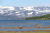 Rentiere am Fjord